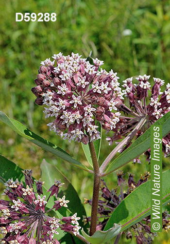 Common Milkweed (Asclepias syriaca)